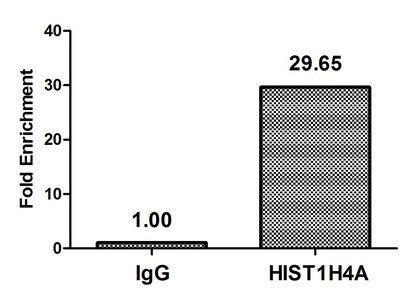 H4K16pr Antibody in ChIP Assay (ChIP)