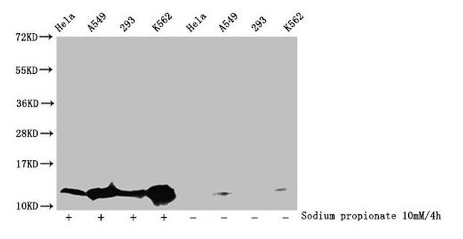 H4K16pr Antibody in Western Blot (WB)