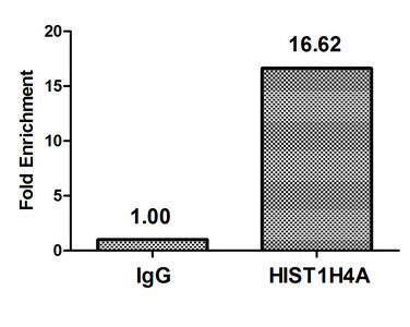 H4K31ac Antibody in ChIP Assay (ChIP)