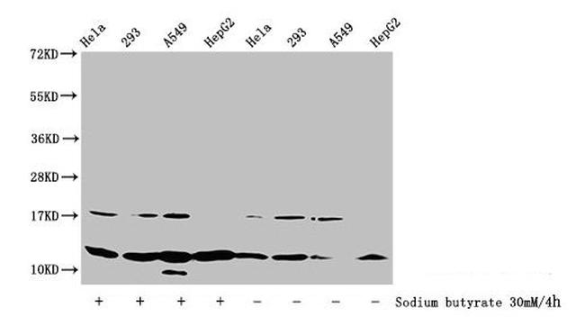 H4K31ac Antibody in Western Blot (WB)