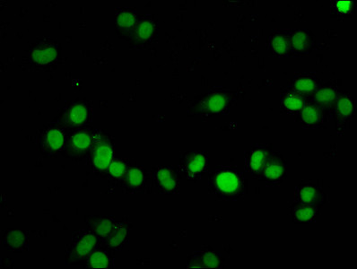 H4K59me1 Antibody in Immunocytochemistry (ICC/IF)