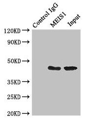MEIS1 Antibody in Immunoprecipitation (IP)