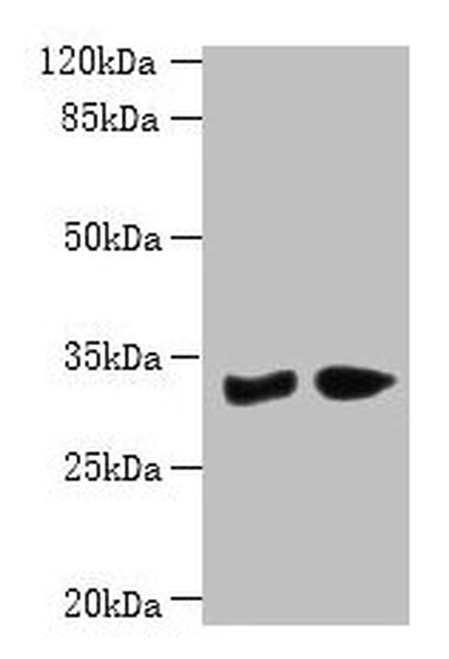PBLD Antibody in Western Blot (WB)