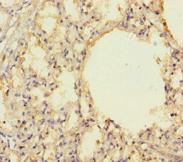 THAP12 Antibody in Immunohistochemistry (Paraffin) (IHC (P))