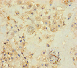 THAP12 Antibody in Immunohistochemistry (Paraffin) (IHC (P))