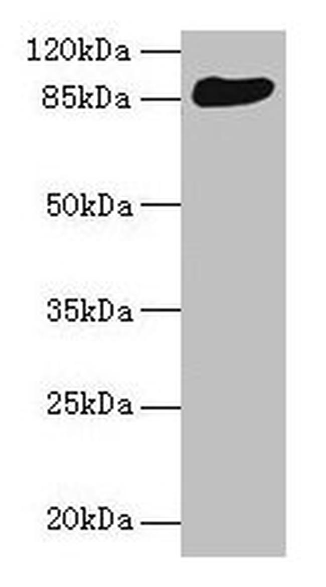 THAP12 Antibody in Western Blot (WB)