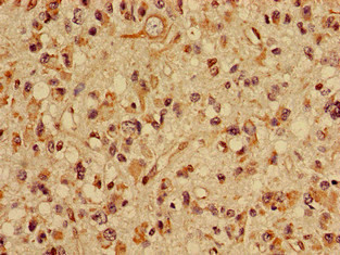 SLC22A2 Antibody in Immunohistochemistry (Paraffin) (IHC (P))