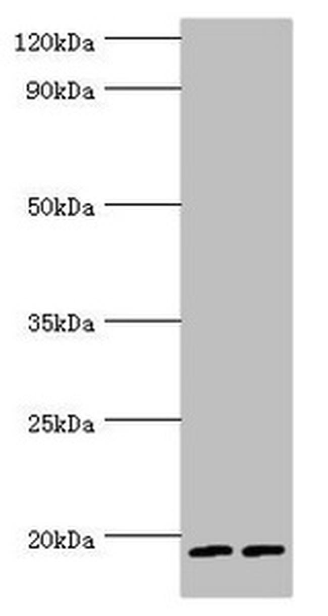 Serglycin Antibody in Western Blot (WB)