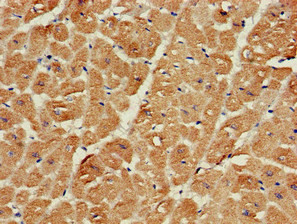 SRR Antibody in Immunohistochemistry (Paraffin) (IHC (P))