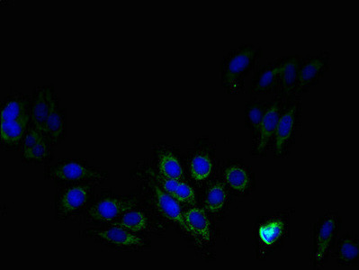 PTDSS1 Antibody in Immunocytochemistry (ICC/IF)