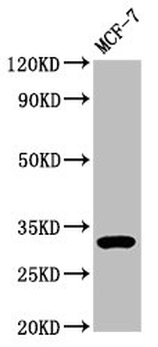 DKK2 Antibody in Western Blot (WB)