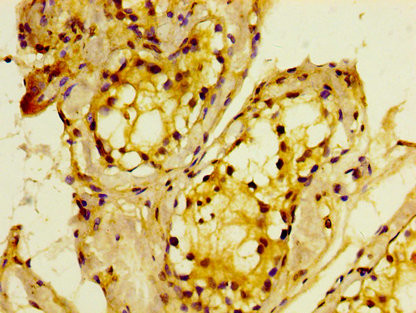 MTMR2 Antibody in Immunohistochemistry (Paraffin) (IHC (P))