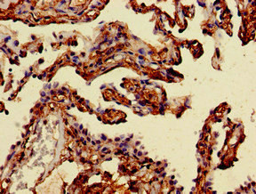 MAN2A1 Antibody in Immunohistochemistry (Paraffin) (IHC (P))