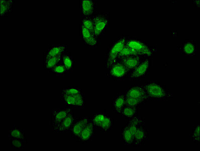 FOXE3 Antibody in Immunocytochemistry (ICC/IF)