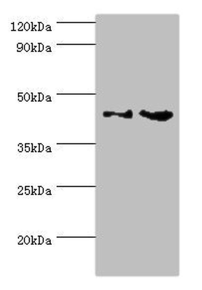 CHI3L2 Antibody in Western Blot (WB)