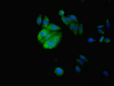 IZUMO4 Antibody in Immunocytochemistry (ICC/IF)