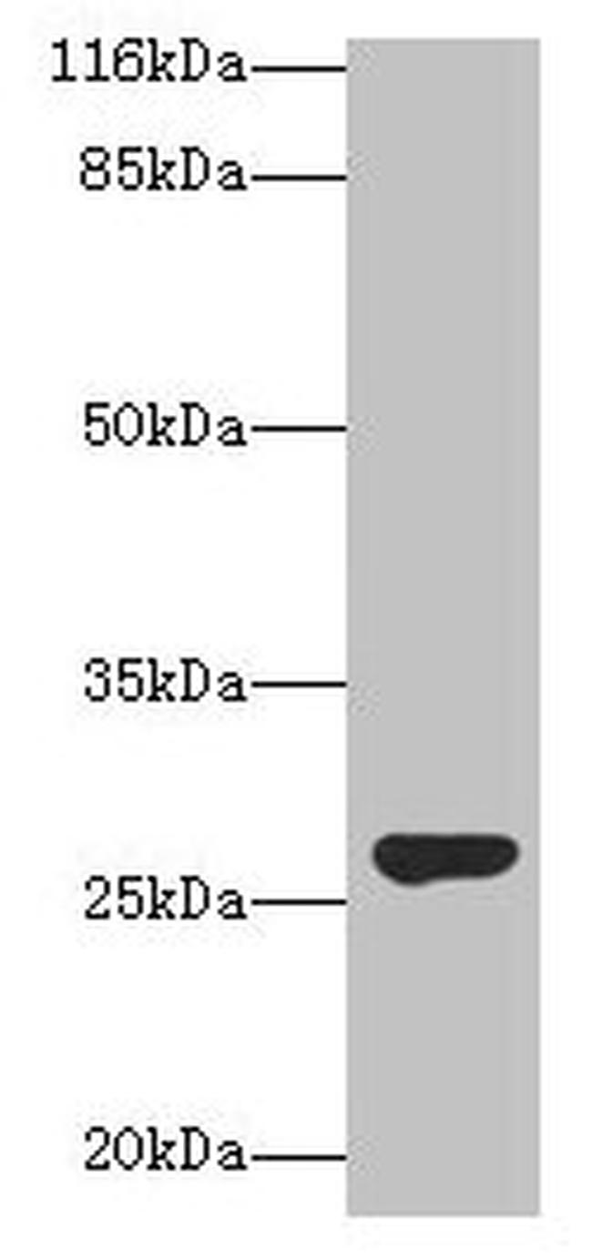 IZUMO4 Antibody in Western Blot (WB)