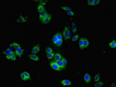 YIF1B Antibody in Immunocytochemistry (ICC/IF)