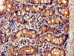 IL-34 Antibody in Immunohistochemistry (Paraffin) (IHC (P))