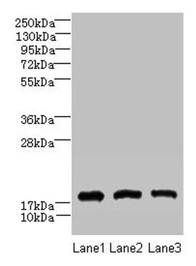 CNIH2 Antibody in Western Blot (WB)