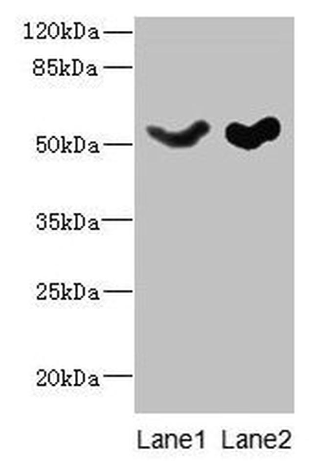 SLC25A25 Antibody in Western Blot (WB)