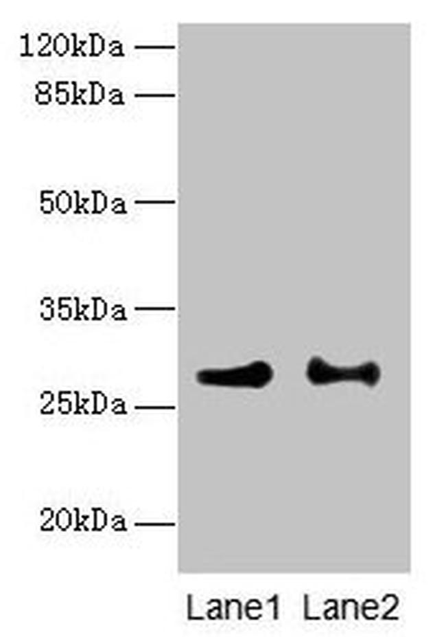 PTPLB Antibody in Western Blot (WB)