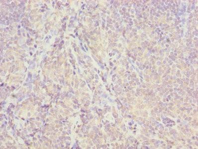 ISCA2 Antibody in Immunohistochemistry (Paraffin) (IHC (P))