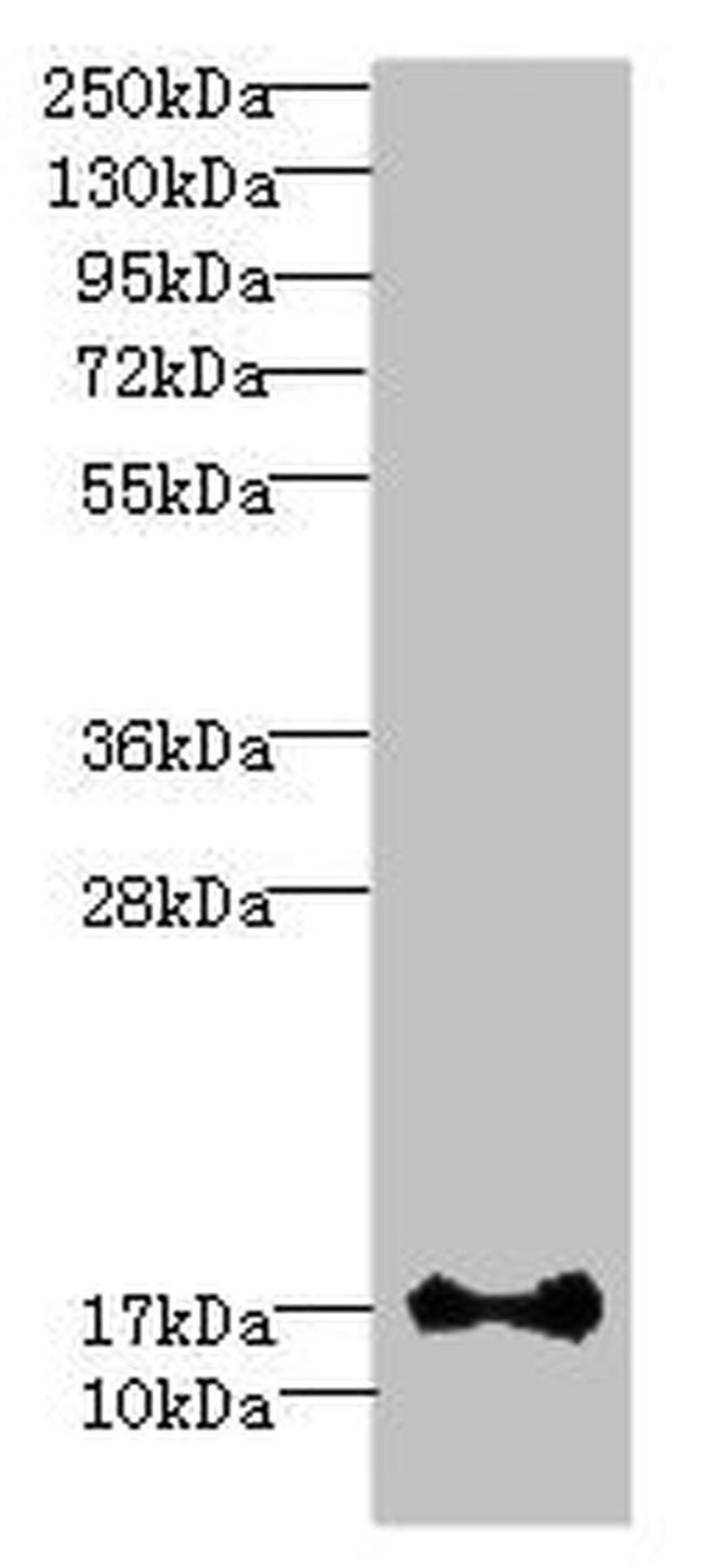 ISCA2 Antibody in Western Blot (WB)