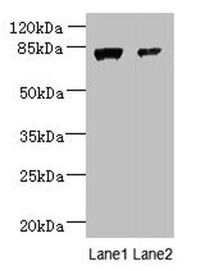 WDR49 Antibody in Western Blot (WB)