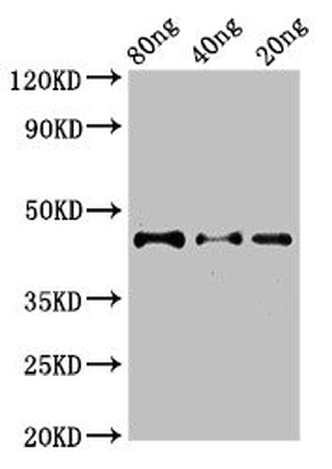 DYNC2H1 Antibody in Western Blot (WB)