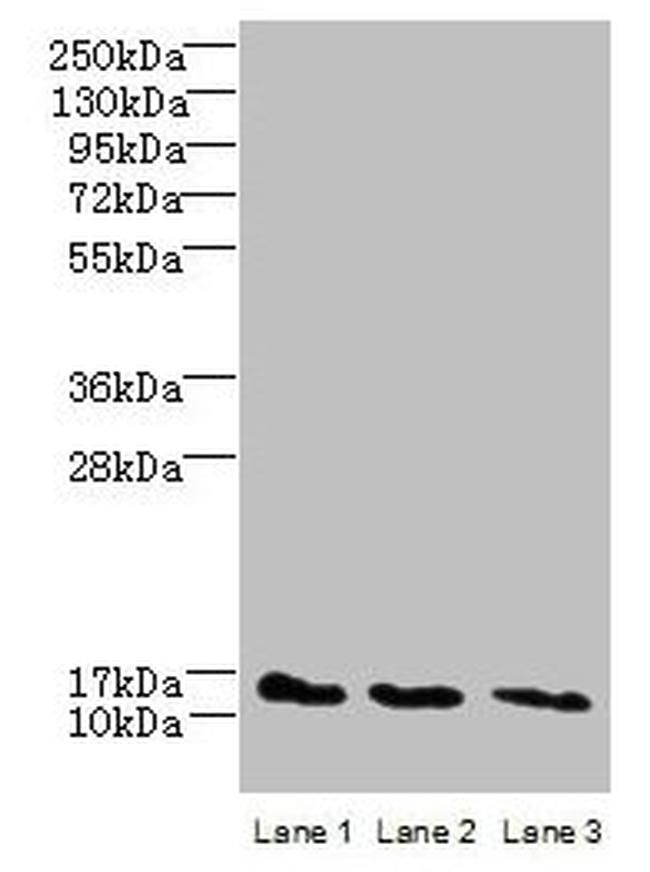 C2orf15 Antibody in Western Blot (WB)