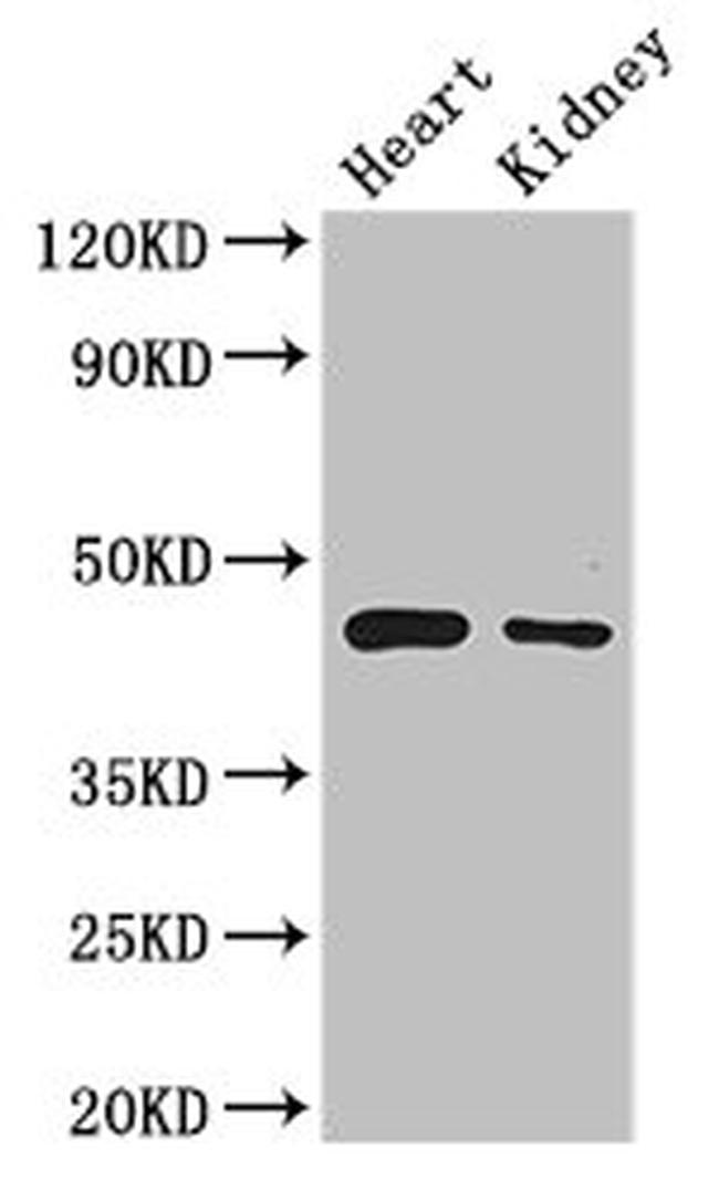 PTCD2 Antibody in Western Blot (WB)