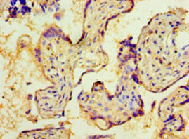 NMNAT3 Antibody in Immunohistochemistry (Paraffin) (IHC (P))