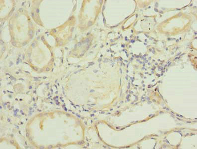 FAPP2 Antibody in Immunohistochemistry (Paraffin) (IHC (P))