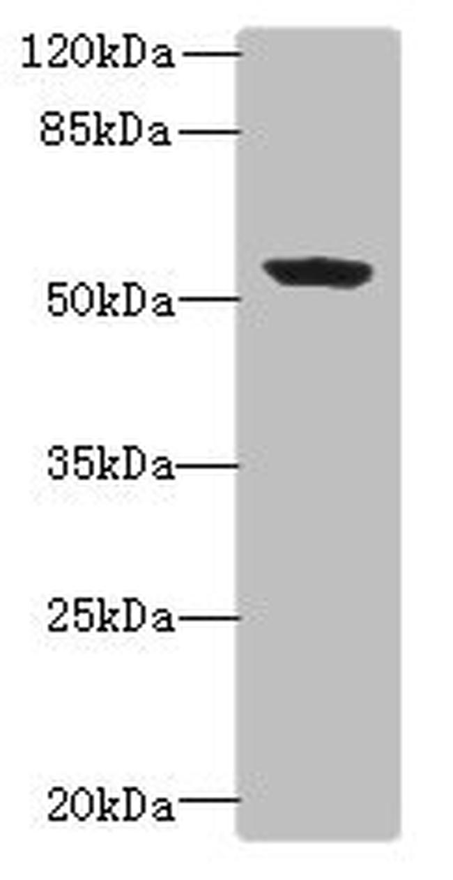 FAPP2 Antibody in Western Blot (WB)