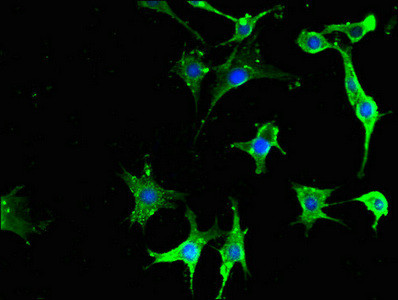 Neuropeptide Y Receptor 6 Antibody in Immunocytochemistry (ICC/IF)