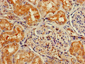 Neuropeptide Y Receptor 6 Antibody in Immunohistochemistry (Paraffin) (IHC (P))