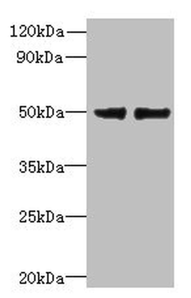 FAM118B Antibody in Western Blot (WB)