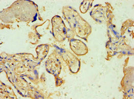 SPIN2 Antibody in Immunohistochemistry (Paraffin) (IHC (P))