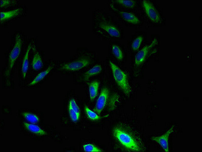 GPR83 Antibody in Immunocytochemistry (ICC/IF)