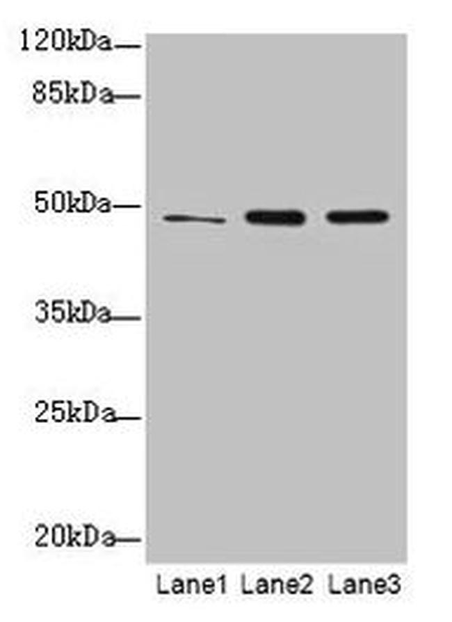 GPR83 Antibody in Western Blot (WB)