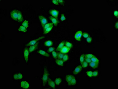 NAA38 Antibody in Immunocytochemistry (ICC/IF)