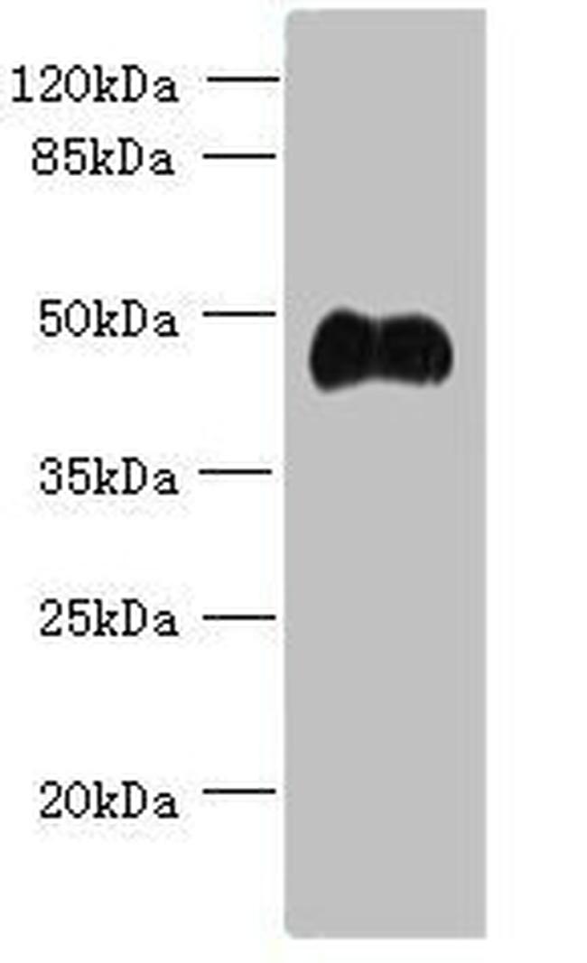 ABI3 Antibody in Western Blot (WB)