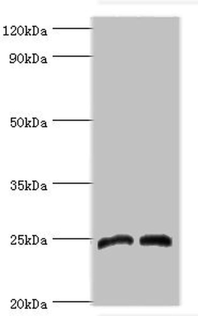 DKK4 Antibody in Western Blot (WB)