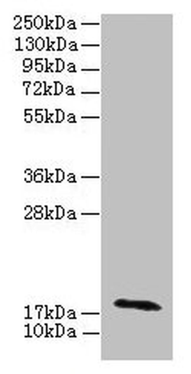 RPP21 Antibody in Western Blot (WB)