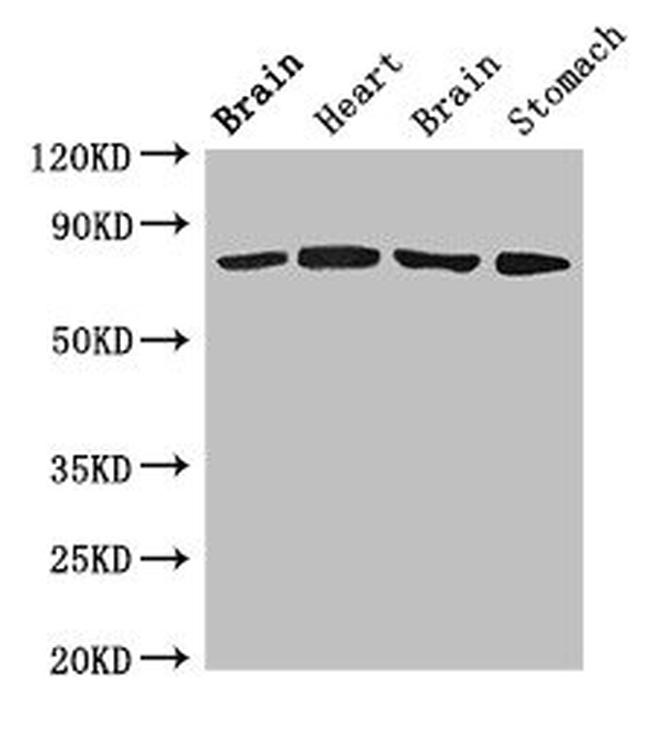 OATP2 Antibody in Western Blot (WB)