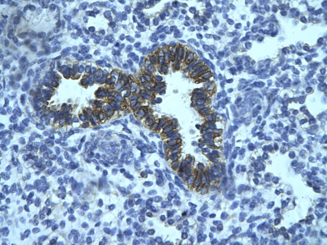 PHF16 Antibody in Immunohistochemistry (Paraffin) (IHC (P))