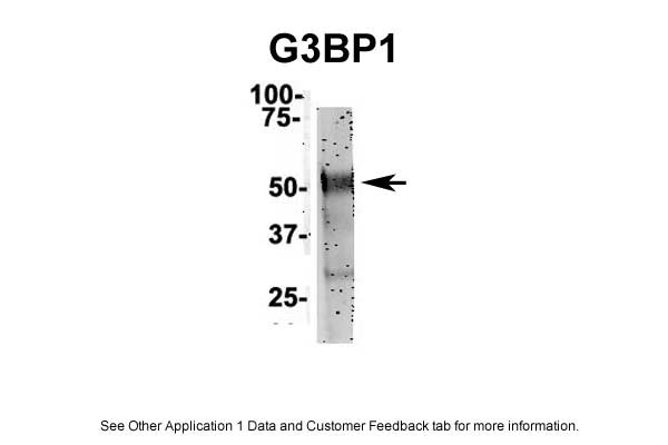 G3BP1 Antibody in Immunoprecipitation (IP)