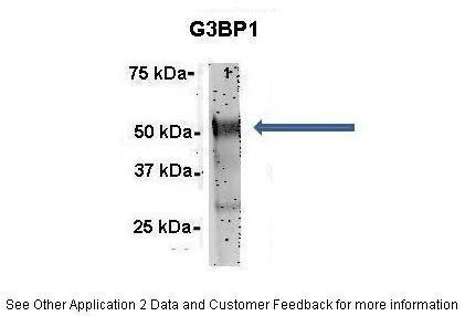 G3BP1 Antibody in Immunoprecipitation (IP)