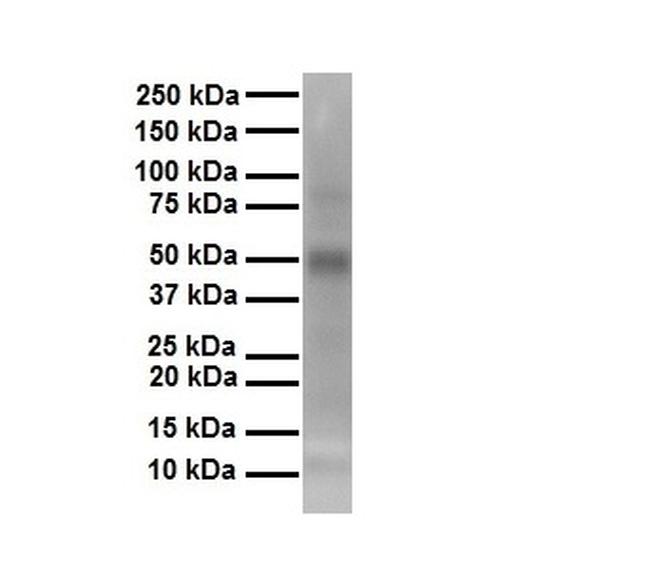 TEF5 Antibody in Western Blot (WB)